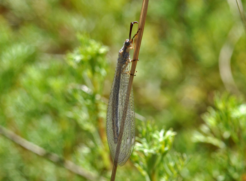 Macronemurus appendiculatus (femmina )